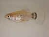 maculatus_Coatzacoalcos.jpg (32507 byte)