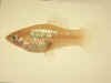 maculatus_Rio Jamapa.jpg (38841 byte)
