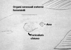 [Immagine] Disegno della regione genitale femminile