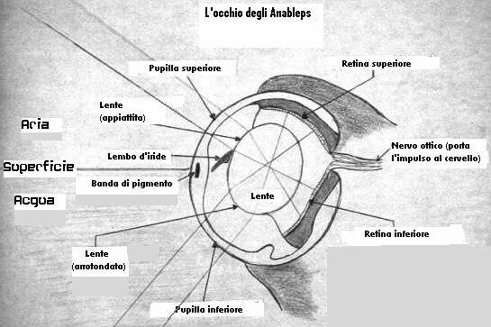 [Immagine]Schema dell'occhio di un Anableps