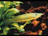 nomoramphus_liemi_f.jpg (33524 byte)