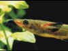 nomoramphus_liemi_m2.jpg (25953 byte)