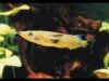 nomoramphus_liemi_m.jpg (26082 byte)