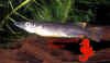 Nomorhamphus hageni.jpg (31333 byte)