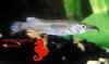 Nomorhamphus ravnai australe.jpg (23728 byte)