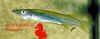 Nomorhamphus towoetii.jpg (20404 byte)