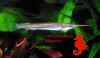 Zenarchopterus dispar.jpg (28807 byte)