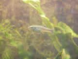 Allodonichtys tamazulae maschio.jpg (65540 byte)