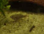 Allodonichtys zonistus maschio.jpg (31314 byte)