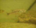 Allodontichthys tamazulae femmina.jpg (47086 byte)