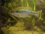 Ameca splendens maschio.jpg (20907 byte)