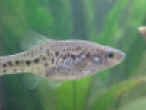 Chapalichthys pardalis femmina.jpg (17020 byte)