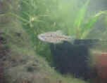 Chapalichthys pardalis maschio.jpg (19649 byte)