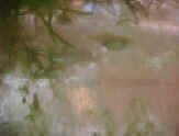 Girardinichthys viviparus coppia.jpg (50751 byte)