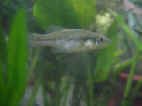 Xenotoca melanosoma maschio.jpg (81411 byte)