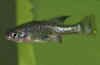 ameca_splendens_f.jpg (13563 byte)