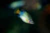 xenotoca_eiseni_male.jpg (9952 byte)