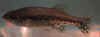 Ameca_splendens_f.JPG (14850 byte)