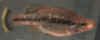 Ameca_splendens_m.JPG (15845 byte)