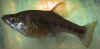 Chapalichtys_pardalis_f2.JPG (28209 byte)