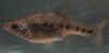 Chapalichtys_pardalis_f.JPG (18359 byte)