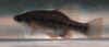 Chapalichtys_pardalis_m2.JPG (19086 byte)