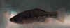 Chapalichtys_pardalis_m3.JPG (18239 byte)