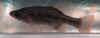 Chapalichtys_pardalis_m.JPG (17429 byte)