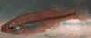 Ilyodon_furcidens_f2.JPG (16302 byte)