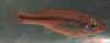 Ilyodon_furcidens_f.JPG (15848 byte)