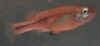 Ilyodon_furcidens_m.JPG (14855 byte)