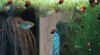 Xenotoca_eiseni_coppia.JPG (43284 byte)