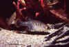 Zoogoneticus_tequila_maschio�.jpg (113114 byte)