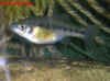 Chapalichthys_pardalis_f.jpg (44492 byte)