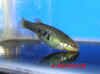 Characodon_lateralis_f.jpg (75301 byte)