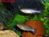 Ilyodon_furcidens_Rio_Ameca_coppia.jpg (70143 byte)