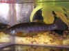 Ilyodon_furcidens_Rio Ameca_m.jpg (153500 byte)