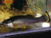 Ilyodon_sp.Blackband.jpg (151485 byte)