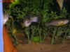 Ilyodon_sp.Blackline_m.jpg (181378 byte)